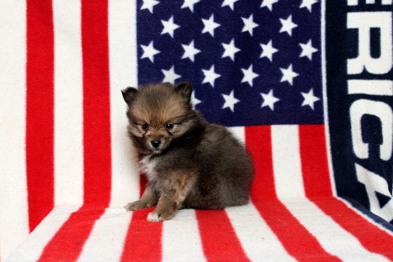 puppy, for, sale, Pomeranian, Matthew B. Stoltzfus, dog, breeder, Gap, PA, dog-breeder, puppy-for-sale, forsale, nearby, find, puppyfind, locator, puppylocator, aca
